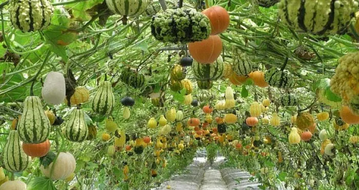 YMCA GTA named Top Greenest Employer