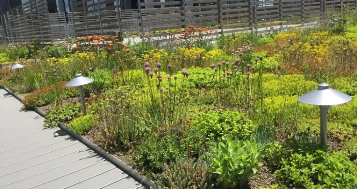 Protecting biodiversity in the GTA: How the Y is doing its part