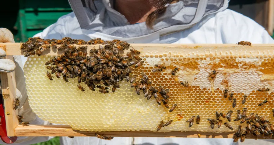 A close-up of honey comb and honey bees.