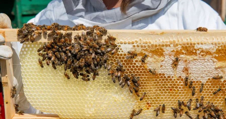 A close-up of honey comb and honey bees.