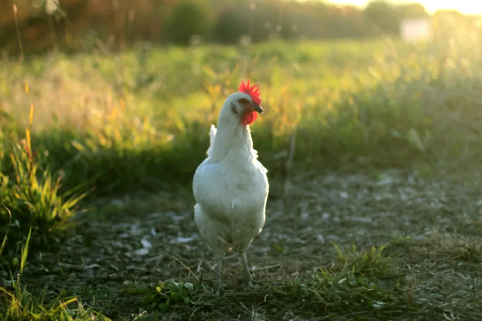 Chicken from Cedar Glen